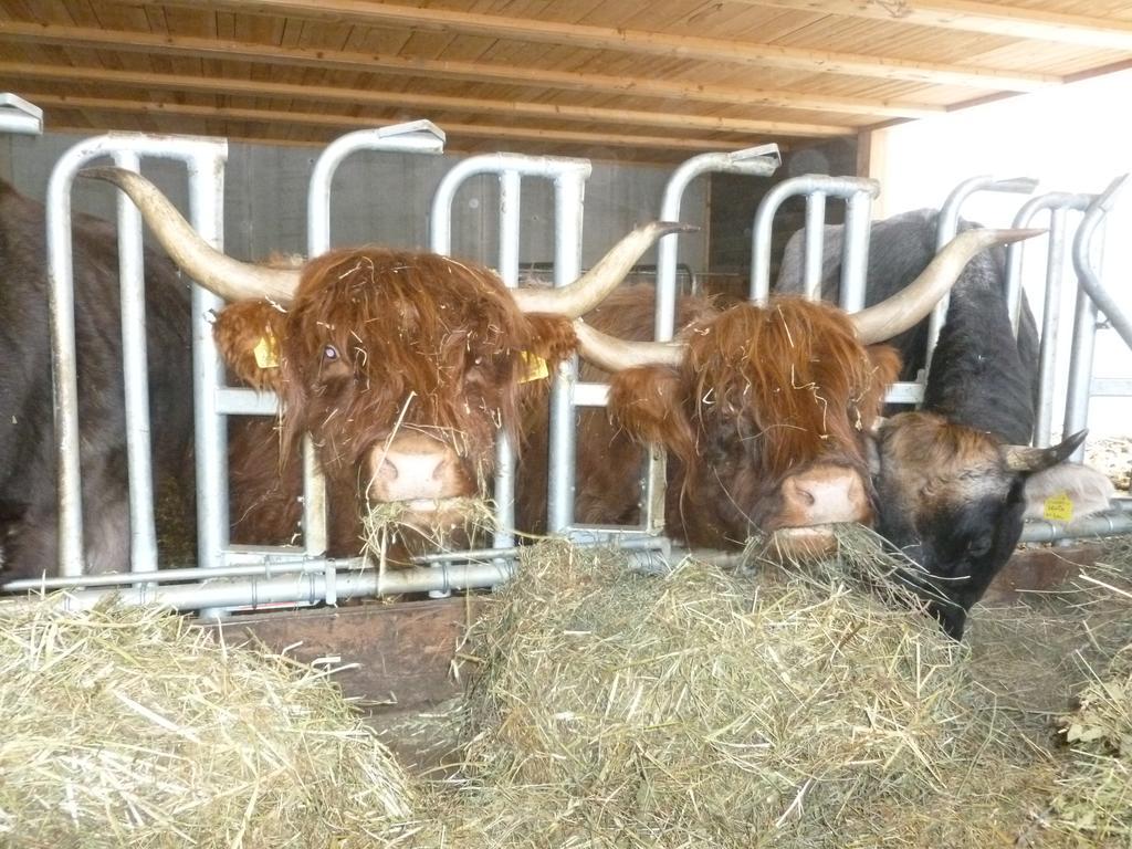 Ferienhaus "Larch Soge" Appartamento Racines Esterno foto